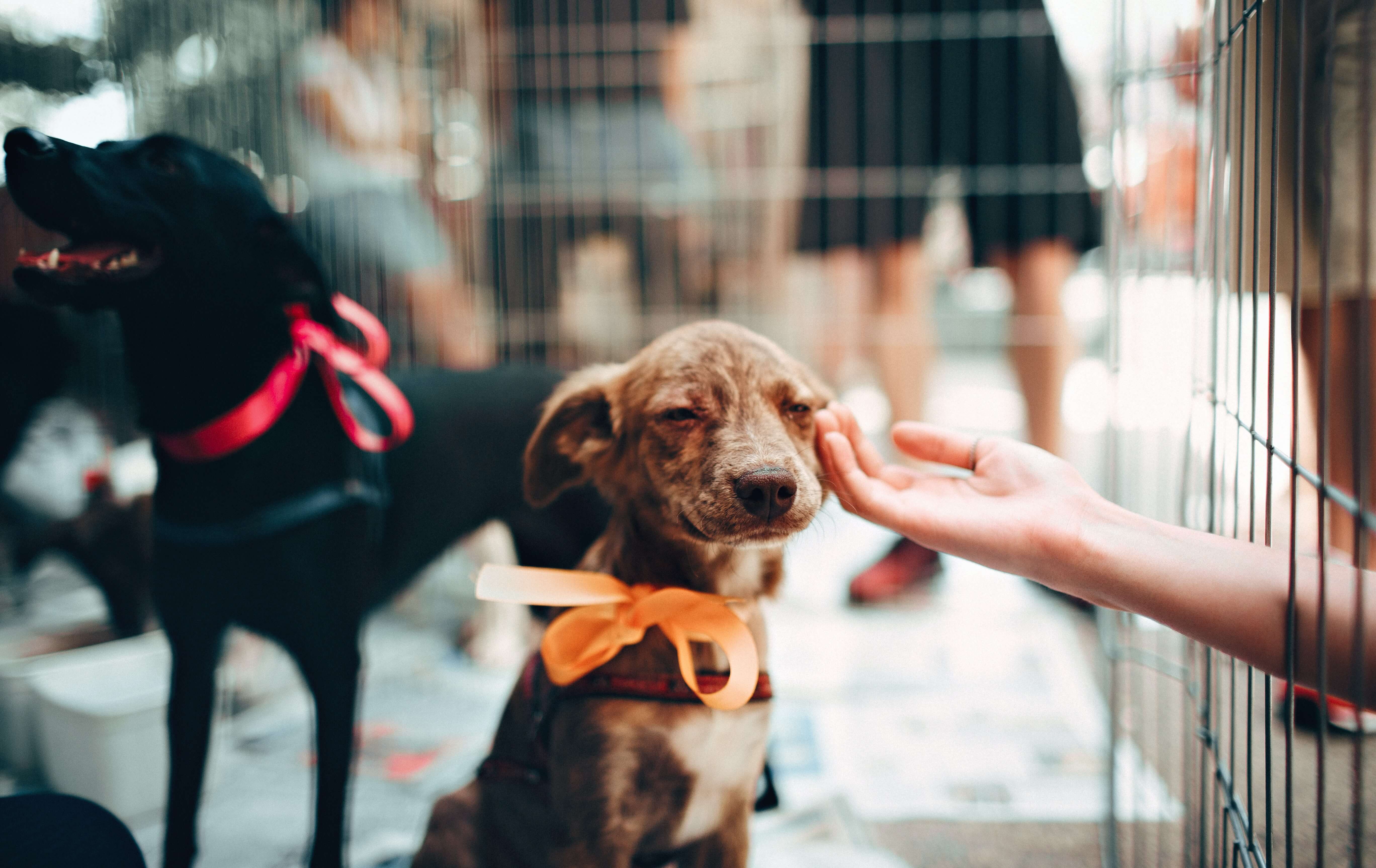 Adoption pet