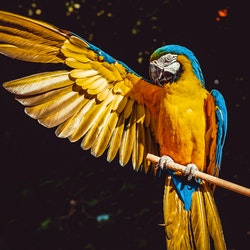 Bird