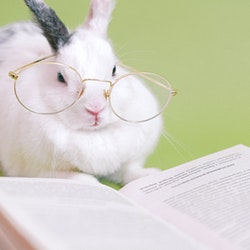 Rabbit